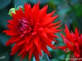 74/101 Semi-Kaktus-Dahlie "Stuttgart"