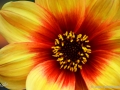 74/102 Dahlie "Sunshine"