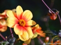 74/103 Dahlie "Sunshine"