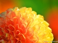 74/104 Dahlie "Symfonia"