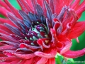 74/111 Kaktus-Dahlie "Victory Day"