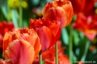 JKCarl_Tulpe_0005.jpg