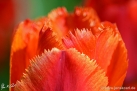 JKCarl_Tulpe_0006.jpg