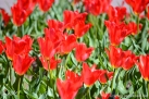 JKCarl_Tulpe_0008.jpg