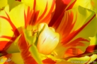 JKCarl_Tulpe_0015.jpg