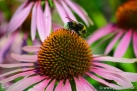 JKCarl_Echinacea_001.jpg