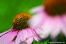JKCarl_Echinacea_002.jpg