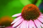 JKCarl_Echinacea_003.jpg