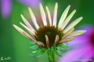 JKCarl_Echinacea_004.jpg