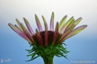 JKCarl_Echinacea_005.jpg