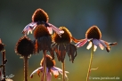 JKCarl_Echinacea_006.jpg