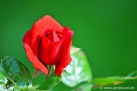 JKCarl_Rosen_006