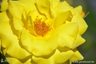 JKCarl_Rosen_018