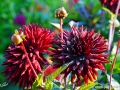 39/7 Dahlie Black Jack