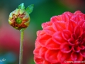46/1 Ball-Dahlie "Diable Rouge"