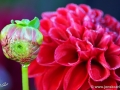 46/2 Ball-Dahlie "Diable Rouge"