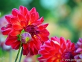 46/3 Ball-Dahlie "Diable Rouge"
