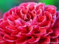 46/5 Ball-Dahlie "Diable Rouge"