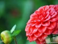 46/6 Ball-Dahlie "Diable Rouge"