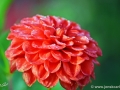 46/7 Ball-Dahlie "Diable Rouge"