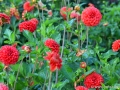 46/8 Ball-Dahlie "Diable Rouge"