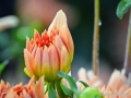 63/1 Dahlie "Garten Party"