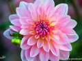 64/2 Dahlie "Gerrie Hoek"