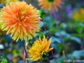 65/2 Dahlie "Goldener Reiter"