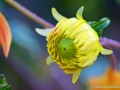 65/3 Dahlie "Goldener Reiter"