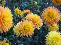 65/4 Dahlie "Goldener Reiter"