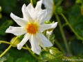 66/1 Dahlie "Honka Wit"