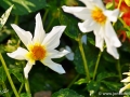 66/3 Dahlie "Honka Wit"