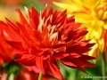 71/1 Dahlie "Kenora Valentine"