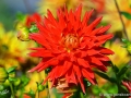 71/3 Dahlie "Kenora Valentine"