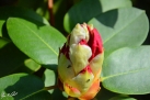 6/4 Rhododendren