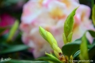 6/30 Rhododendren