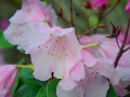 6/1 Rhododendren