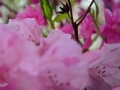6/2 Rhododendren