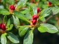 6/3 Rhododendren