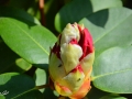 6/4 Rhododendren