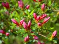 6/5 Rhododendren