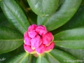 6/6 Rhododendren