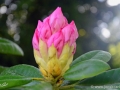 6/7 Rhododendren
