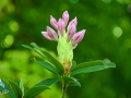 6/8 Rhododendren
