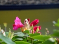 6/9 Rhododendren