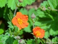 6/11 unbekannt