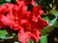 6/12 Rhododendren