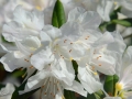 6/13 Rhododendren