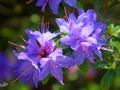 6/14 Rhododendren