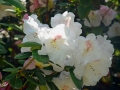 6/15 Rhododendren